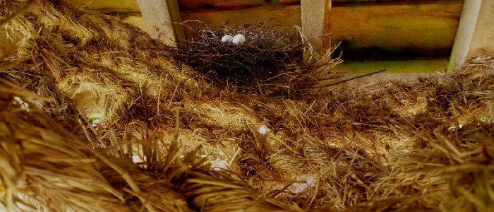 pigeon's nest on Meadow Weave Wakehurst