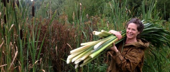 reed mace, cattail harvest