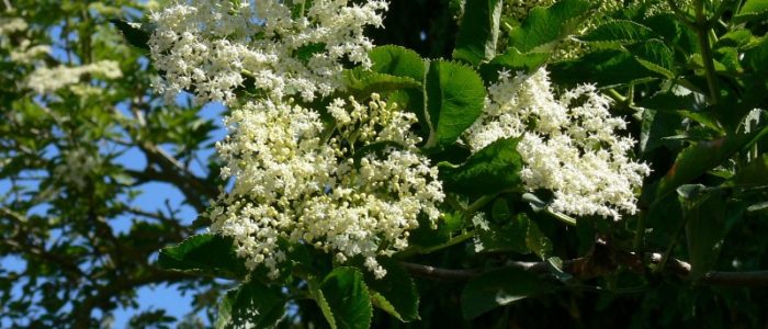 elderflower cake recipe