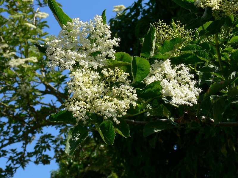 elderflower cake recipe