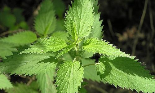 eating nettles